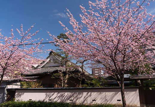 201603111312-DSC04441N6.jpg