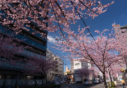 201603111312-DSC04442N6.jpg