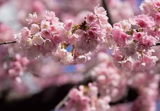 201603111324-DSC07480.jpg