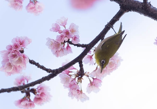 201603111345-DSC07545.jpg