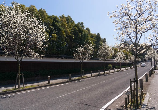 201603171212-DSC04501N6.jpg