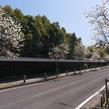 201603171212-DSC04501N6.jpg