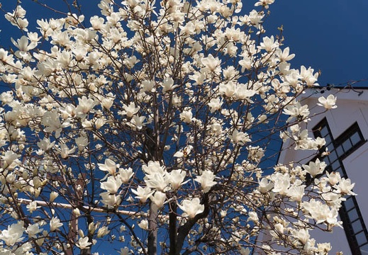 201603171218-DSC04512N6.jpg