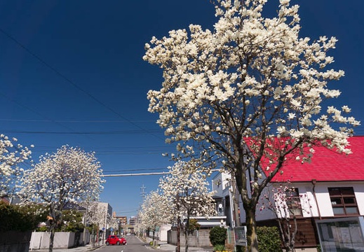 201603171223-DSC04519N6.jpg