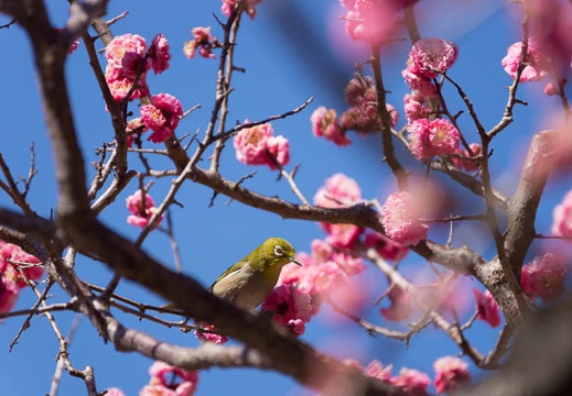 201603171254-DSC08876.jpg