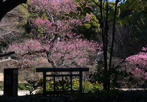 201603171319-DSC04571N6.jpg