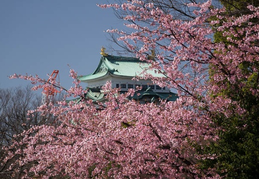 201603211324-DSC06807RX10.jpg