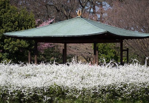 201603211441-DSC06890RX10.jpg