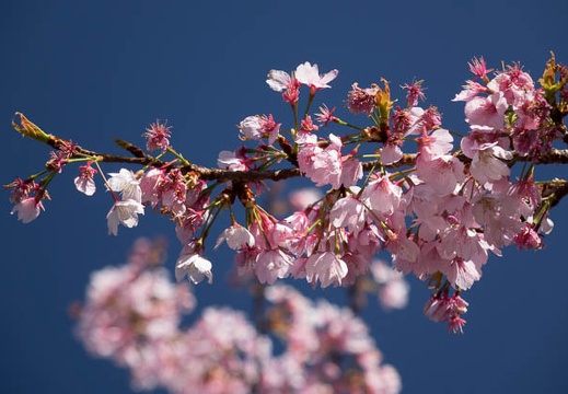 201603211446-DSC06904RX10.jpg