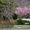201603211449-DSC06906RX10.jpg