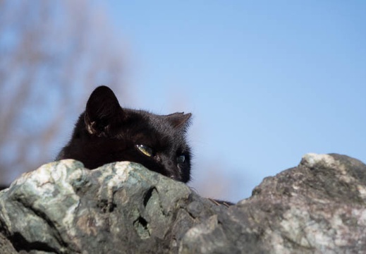 201603211509-DSC06922RX10.jpg