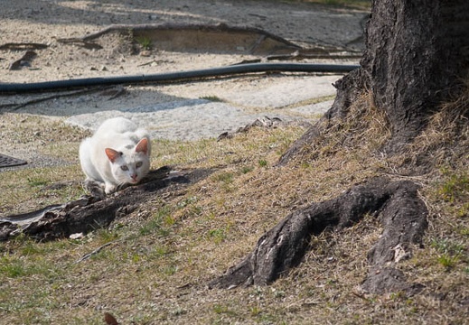 201603231444-DSC07085RX10.jpg