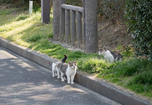 201603231449-DSC07105RX10.jpg