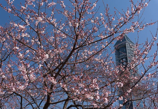 201603241102-DSC04629N6.jpg