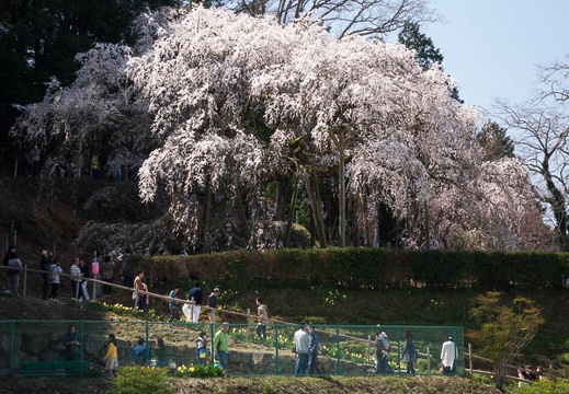 201603261218-DSC07143RX10.jpg