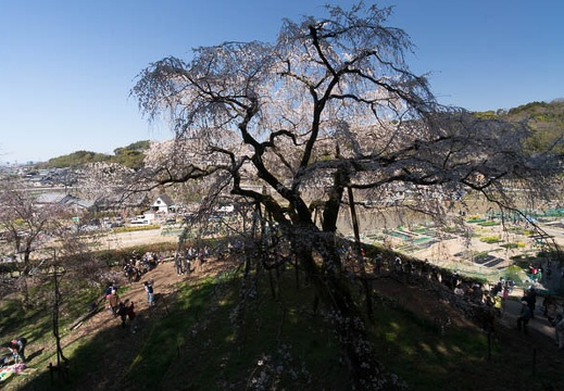 201603261236-DSC04735N6.jpg