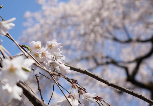 201603261255-DSC07195RX10.jpg