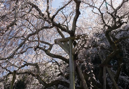 201603261259-DSC07205RX10.jpg