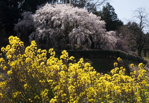 03.26 奥山田のしだれ桜