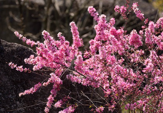 201603271214-DSC09897.jpg