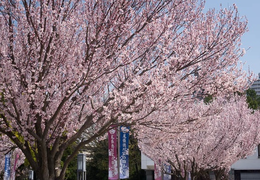 201603281118-DSC07283RX10.jpg