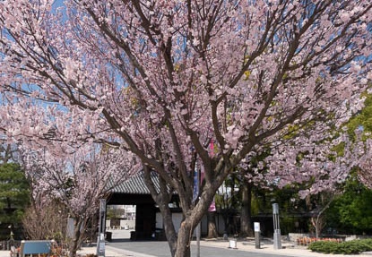 201603281119-DSC07288RX10.jpg