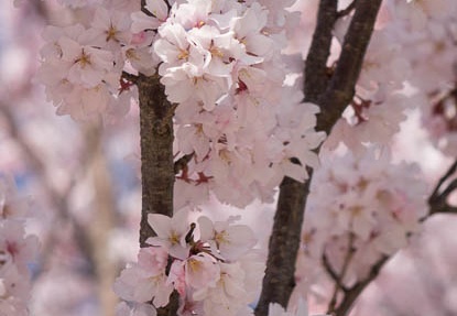201603281127-DSC07317RX10.jpg