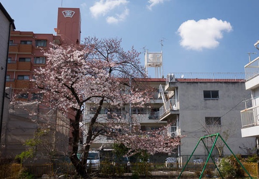 201603281215-DSC07345RX10.jpg