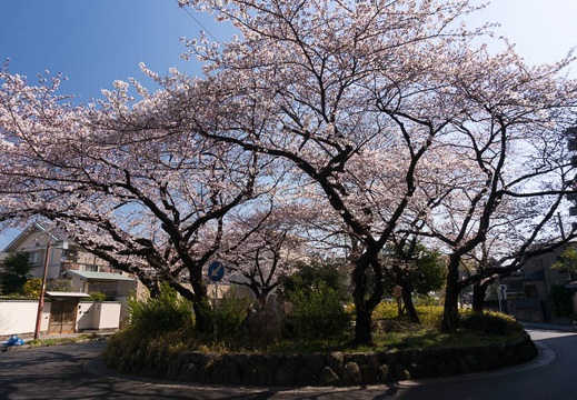 201603290930-DSC04858N6.jpg