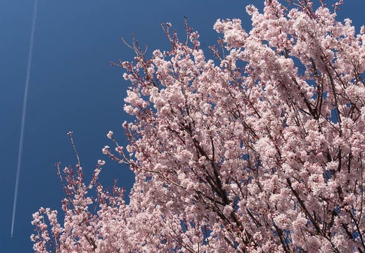 201603290940-DSC04881N6.jpg