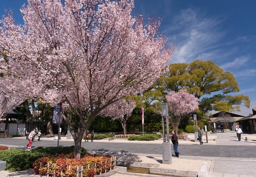201603291011-DSC04917N6.jpg