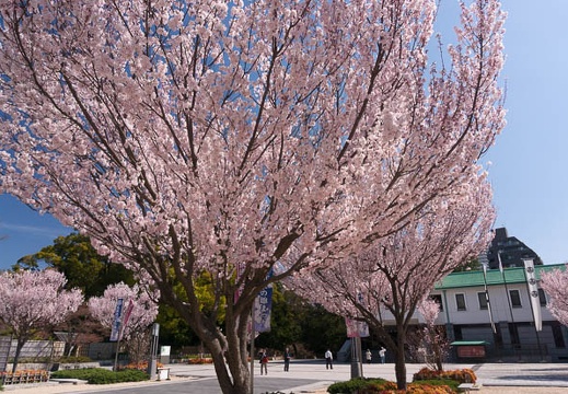 201603291012-DSC04920N6.jpg