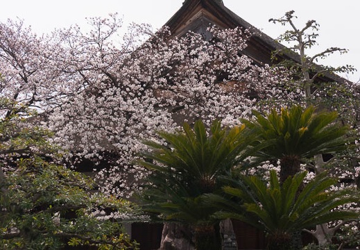 201603291220-DSC04928N6.jpg