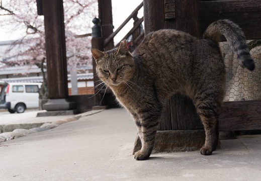 201603291228-DSC04942N6.jpg