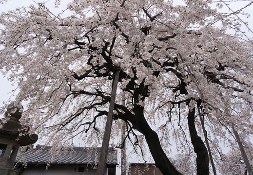 201603291238-DSC04952N6.jpg