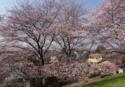 201603300857-DSC05004N6.jpg