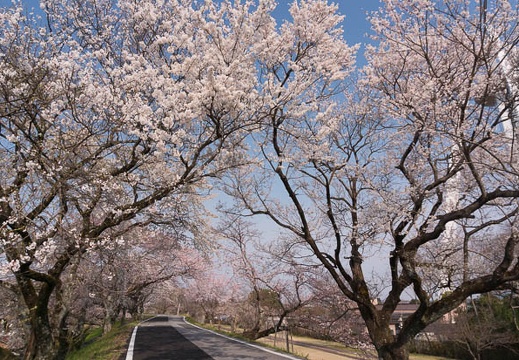 201603300900-DSC05009N6.jpg