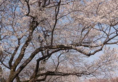 201603300907-DSC05034N6.jpg