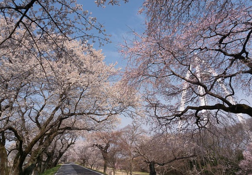 201603300908-DSC05037N6.jpg