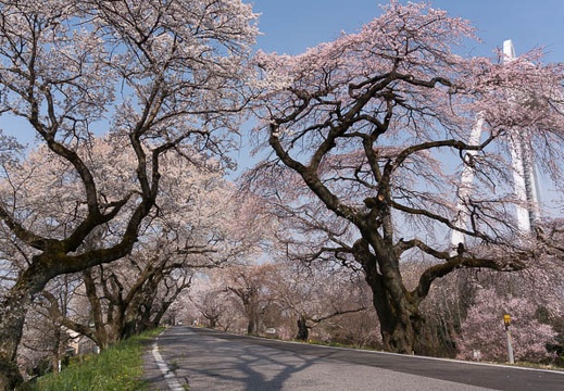 201603300917-DSC05059N6.jpg