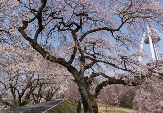 03.30 木曽川堤の桜