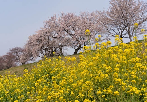 201603300958-DSC05118N6.jpg