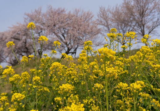 201603301000-DSC05127N6.jpg