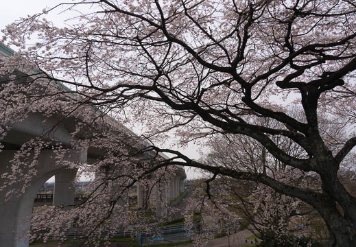 201603301033-DSC05193N6.jpg