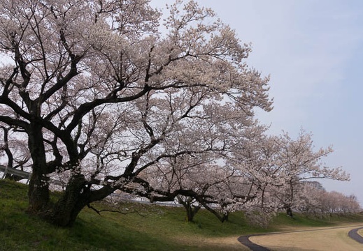 201603301057-DSC05227N6.jpg