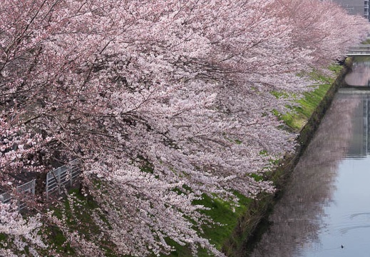201603311025-DSC00314.jpg