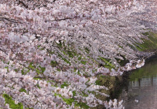 201603311042-DSC00334.jpg