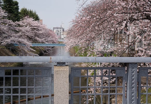 201603311058-DSC07452RX10.jpg