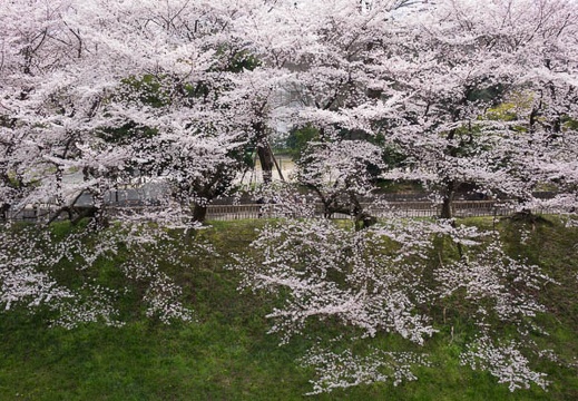 03.31 名古屋城