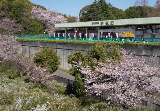 201604020813-DSC07906RX10.jpg